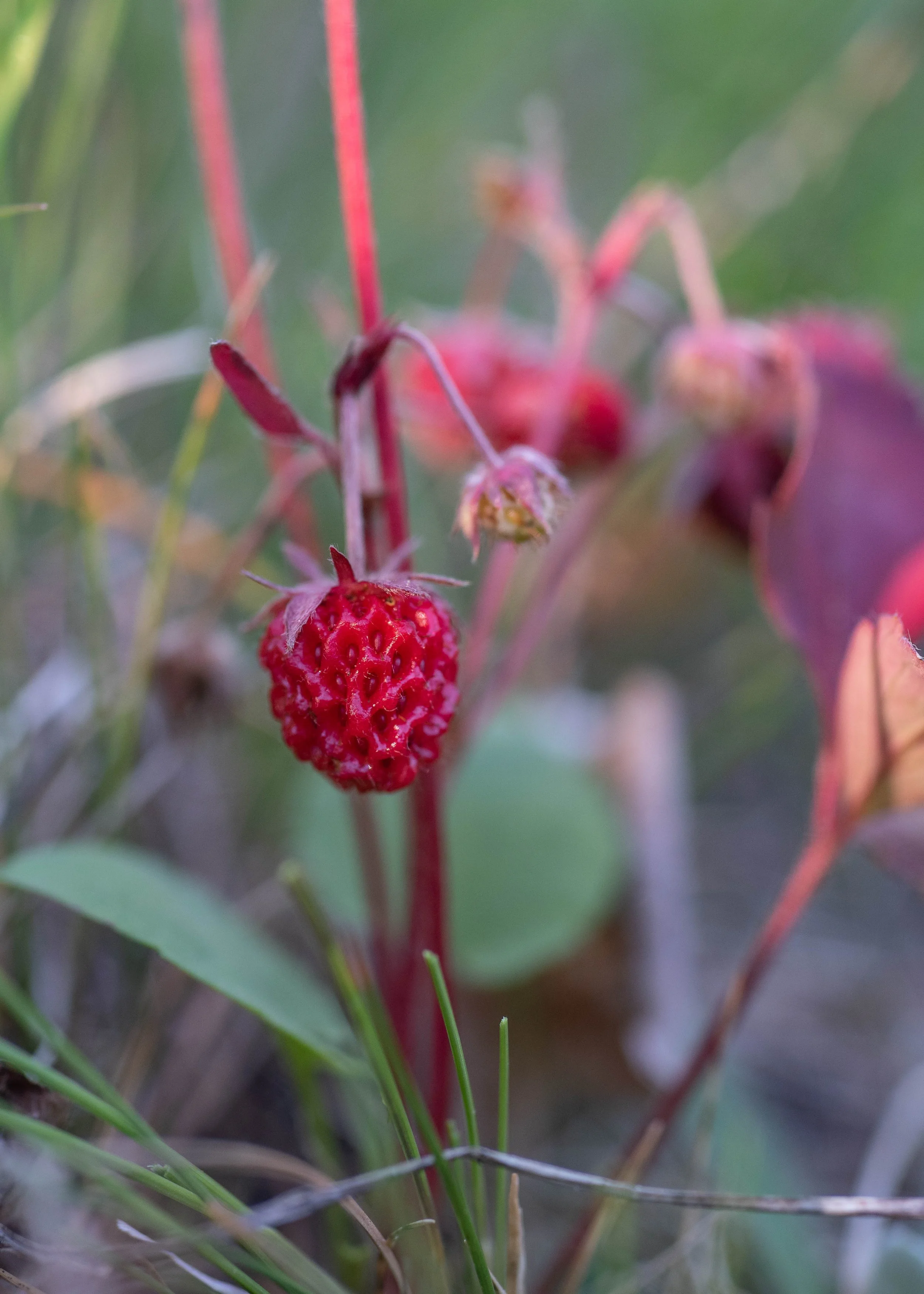 Foraging Wild Strawberries — Kelsey Kobik